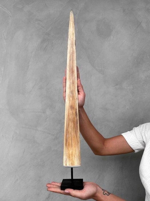 Zwaardvisslagtand - Rostrum op standaard - Xiphias Gladius, Verzenden, Nieuw, Overige soorten, Overige typen