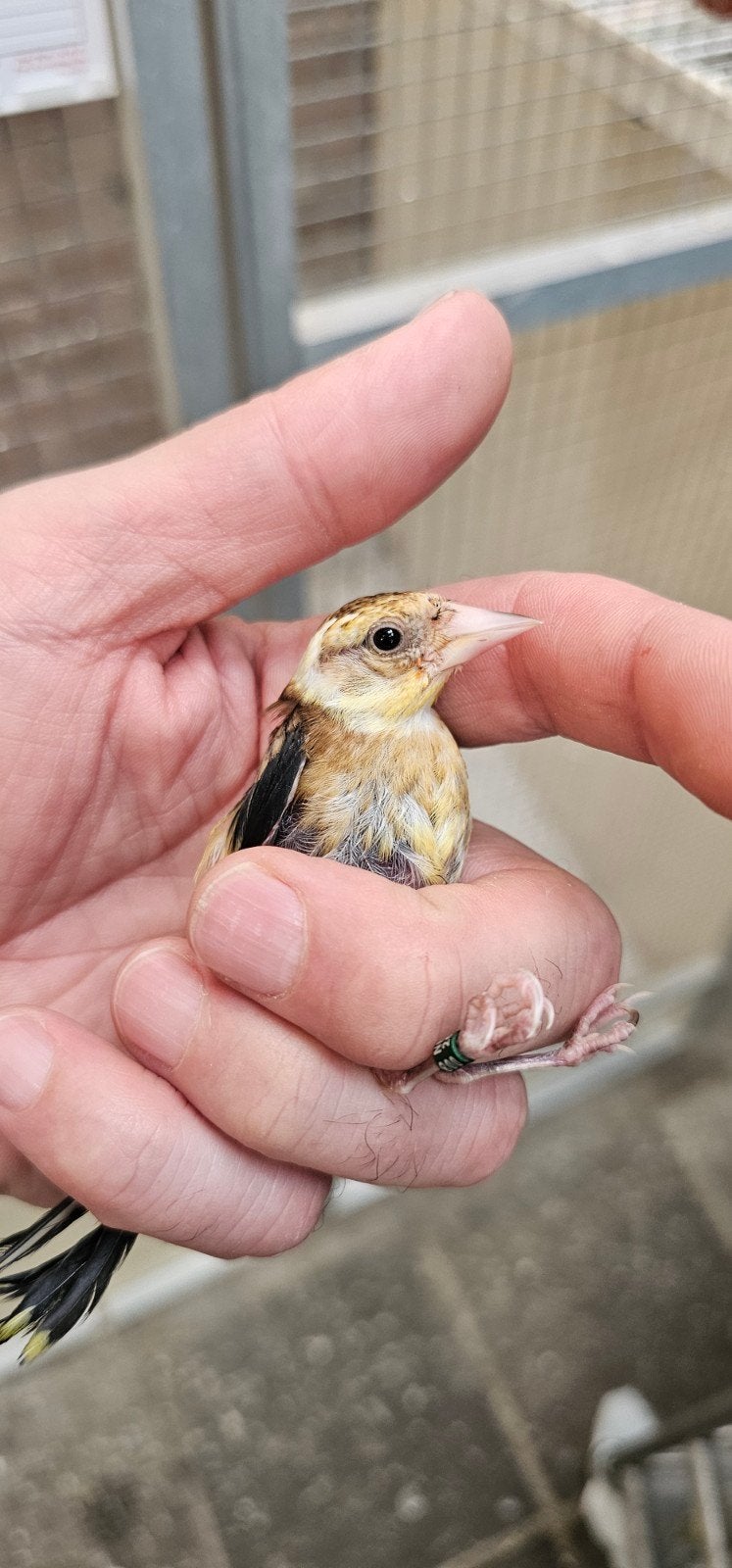 Te koop parva mooie gezonde jongen van 2026, Dieren en Toebehoren, Vogels | Overige Vogels, Meerdere dieren, Wildzangvogel
