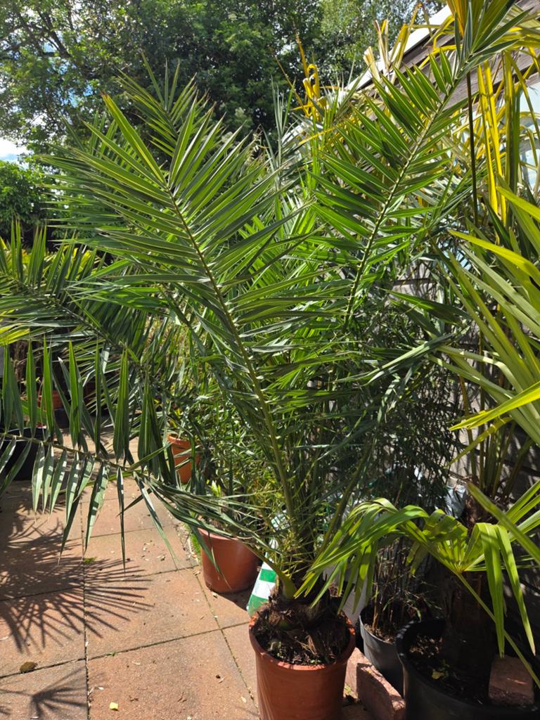 Palmboom Phoenix Canariensis, Tuin en Terras, Planten | Bomen, Volle zon, Ophalen of Verzenden, 100 tot 250 cm, Zomer