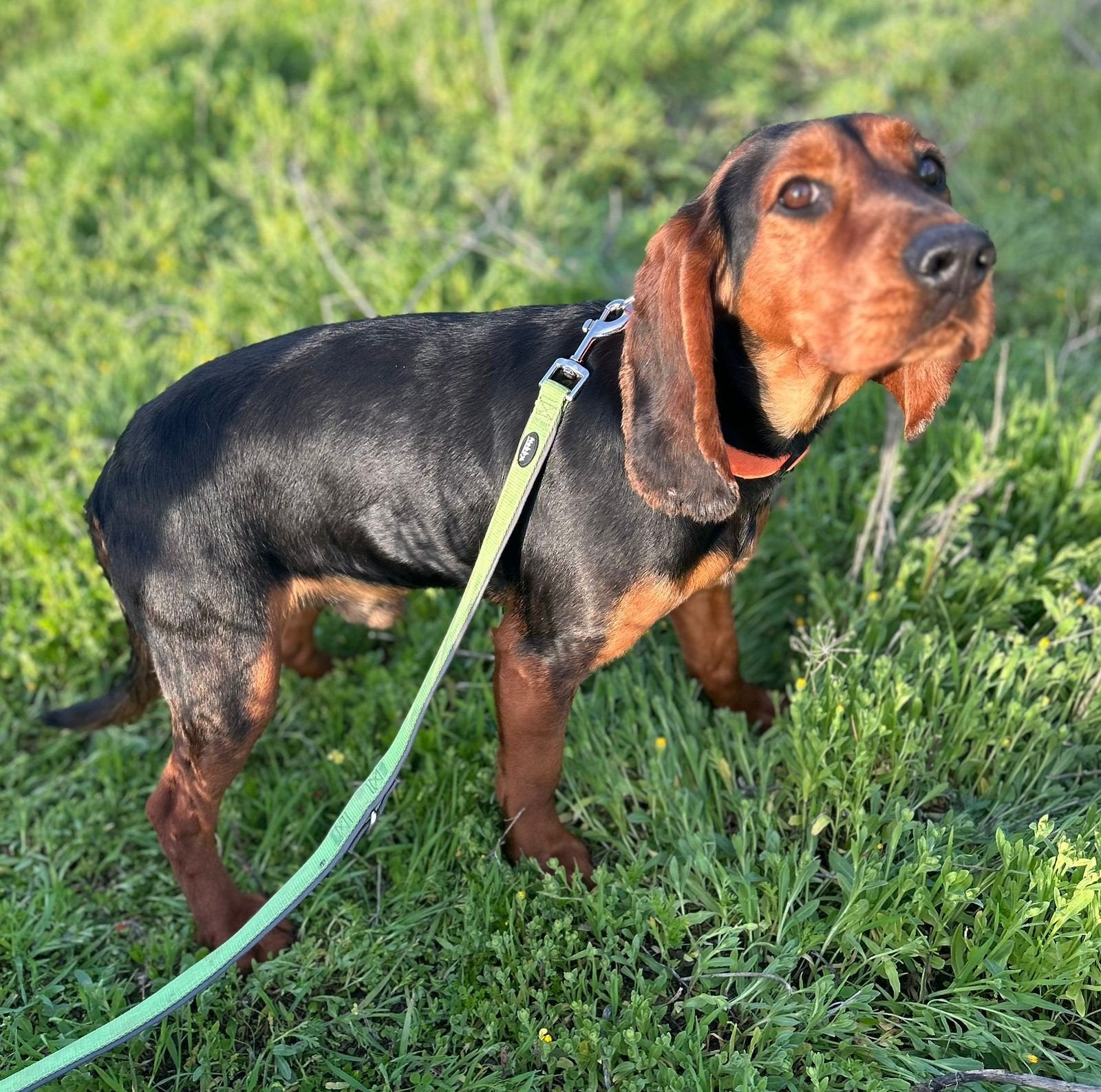 Porthos is met spoed op zoek naar een fijne mand, 15 weken tot 1 jaar, Buitenland, Parvo, Eén hond