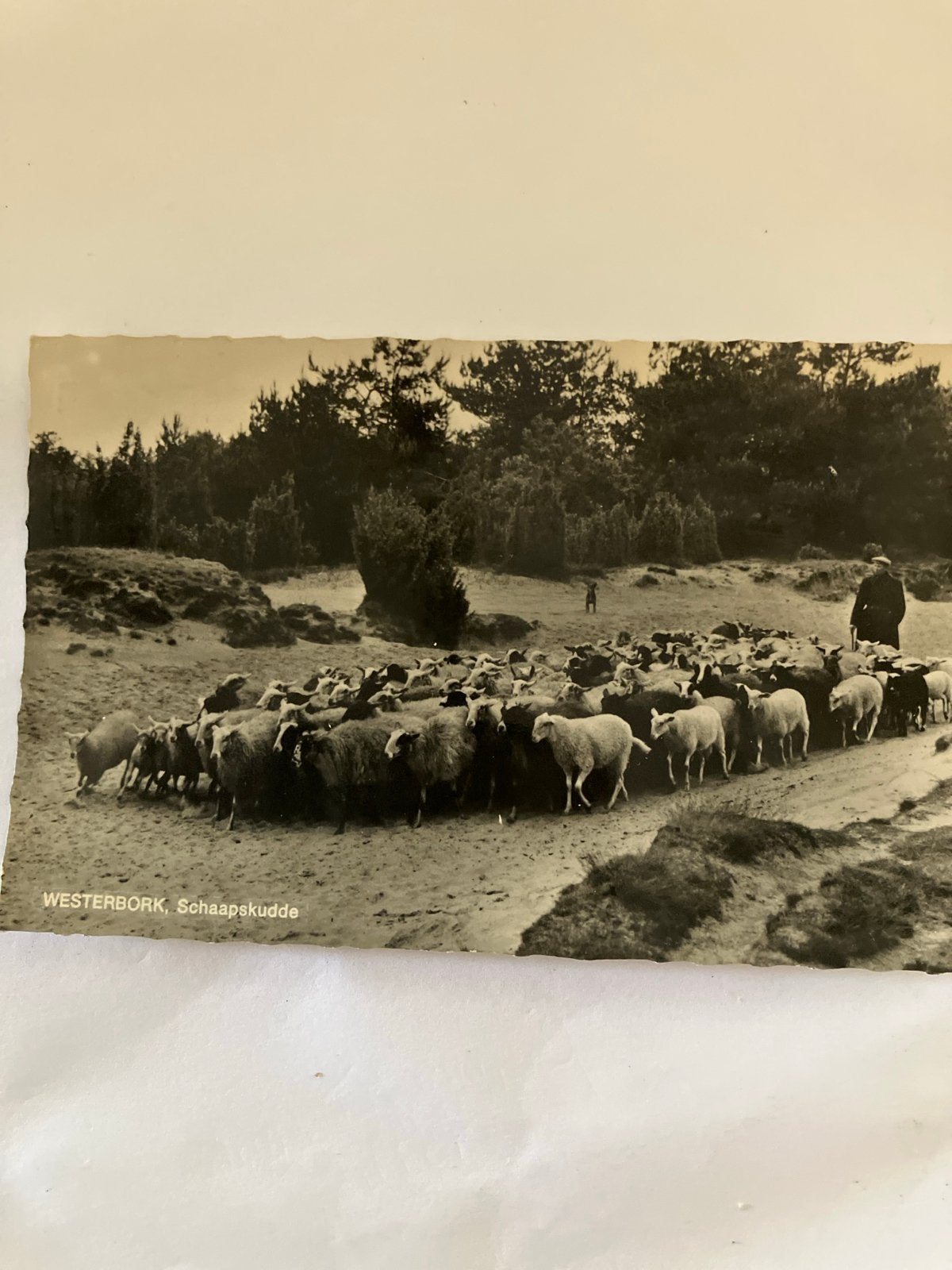 Oude Ansichtkaart Westerbork Schaapskudde Drenthe, Ophalen of Verzenden, 1920 tot 1940, Gelopen, Drenthe