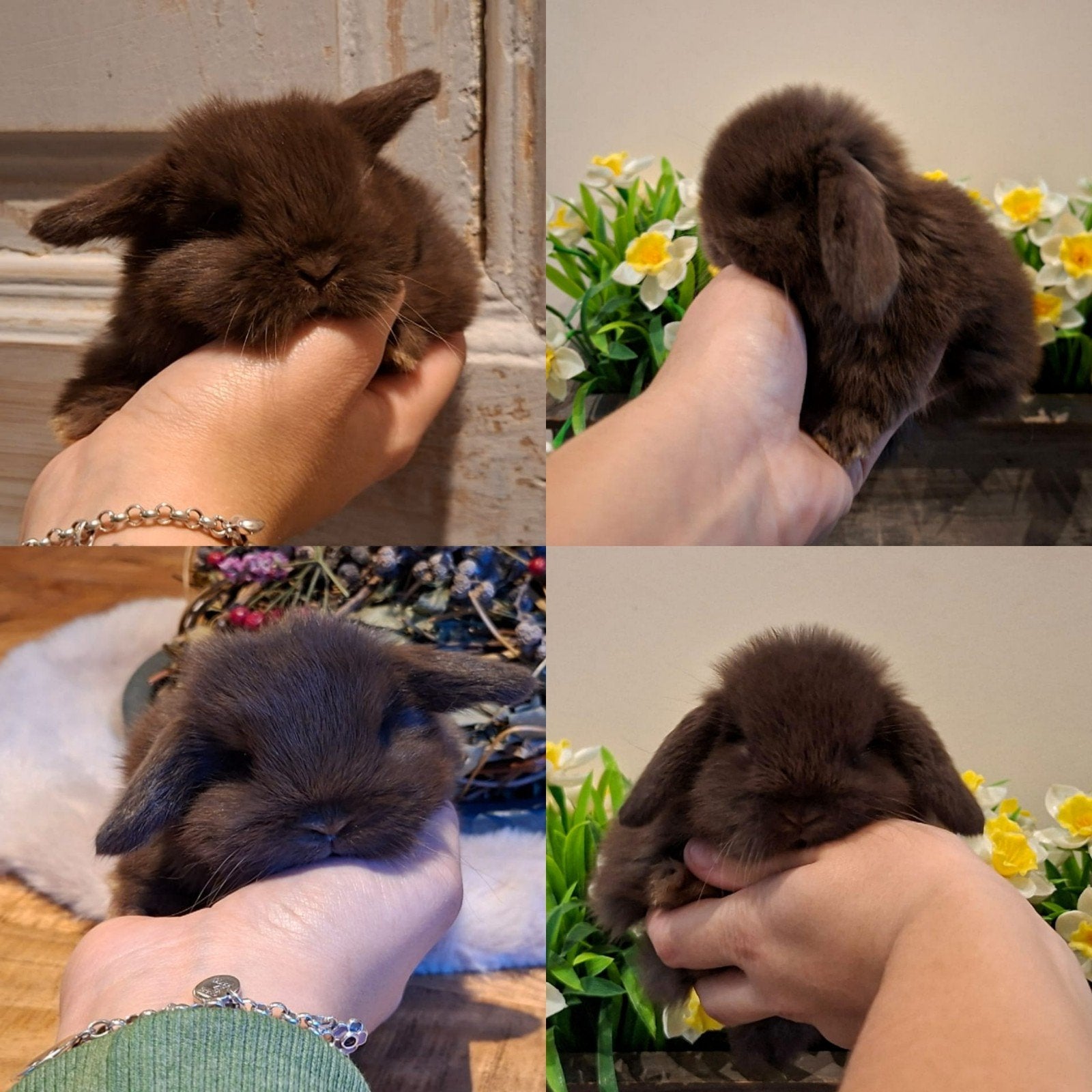 Raszuivere knuffel Baby konijntjes!, Mannelijk, Dwerg, Hangoor, 0 tot 2 jaar