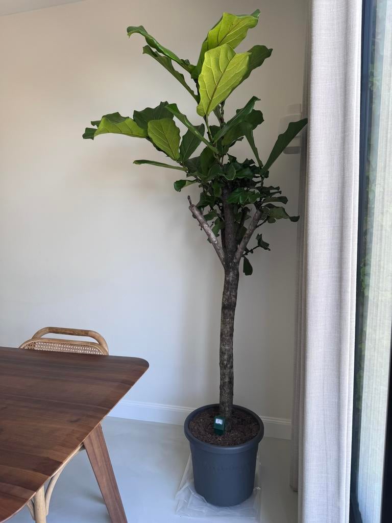 Nieuwe ficus lyrata, Ophalen, Ficus, Halfschaduw, Minder dan 100 cm