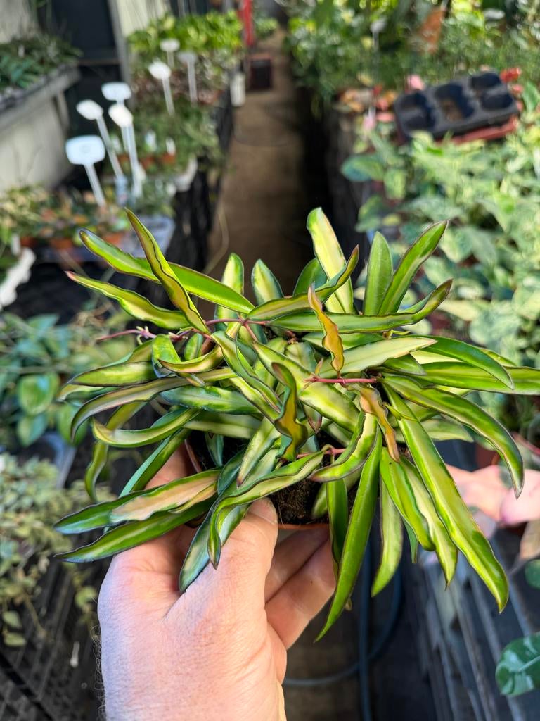 Hoya wayetii tricolor - Pot 12cm, Huis en Inrichting, Kamerplanten, Ophalen of Verzenden