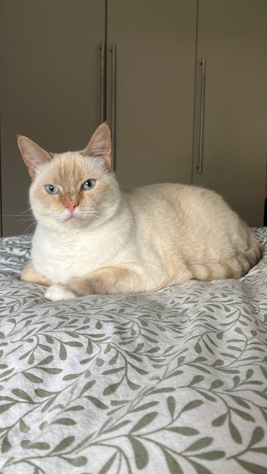 Nieuw (t)huis gezocht voor kat Ger en poes Lizzy, Dieren en Toebehoren, Meerdere dieren, Kortharig, 3 tot 5 jaar