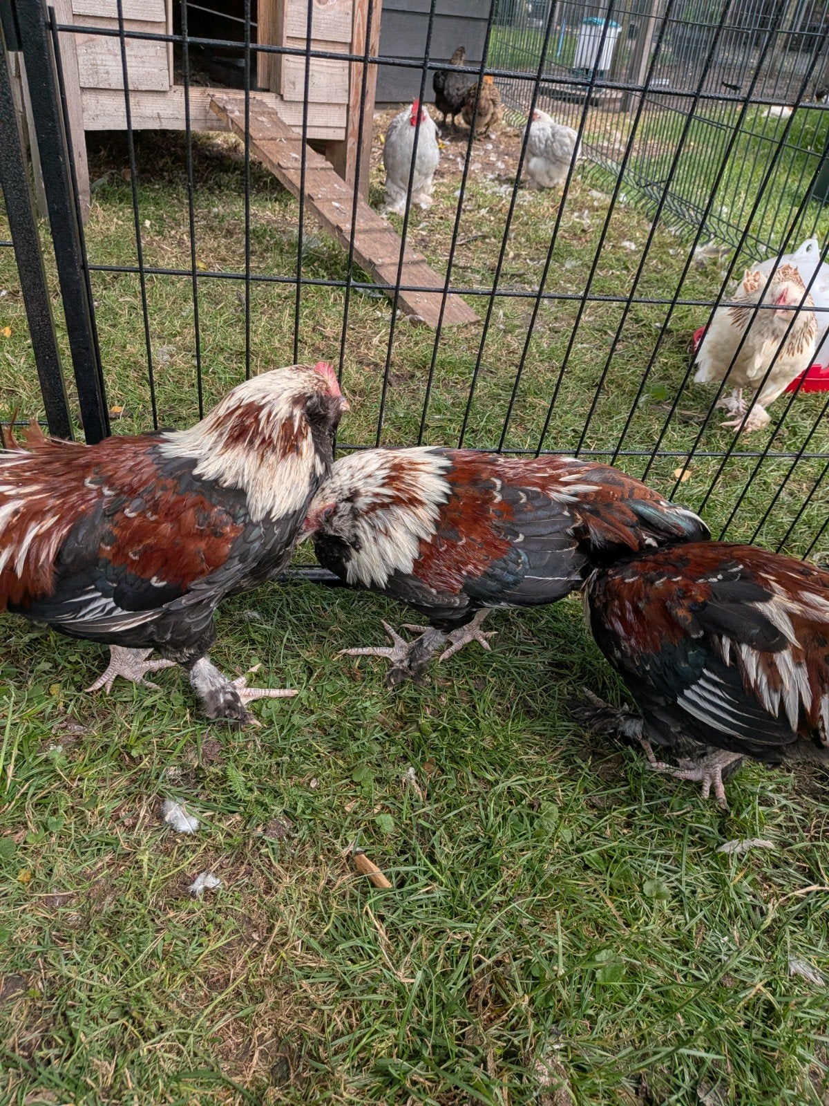 Jonge faverolles kriel hanen