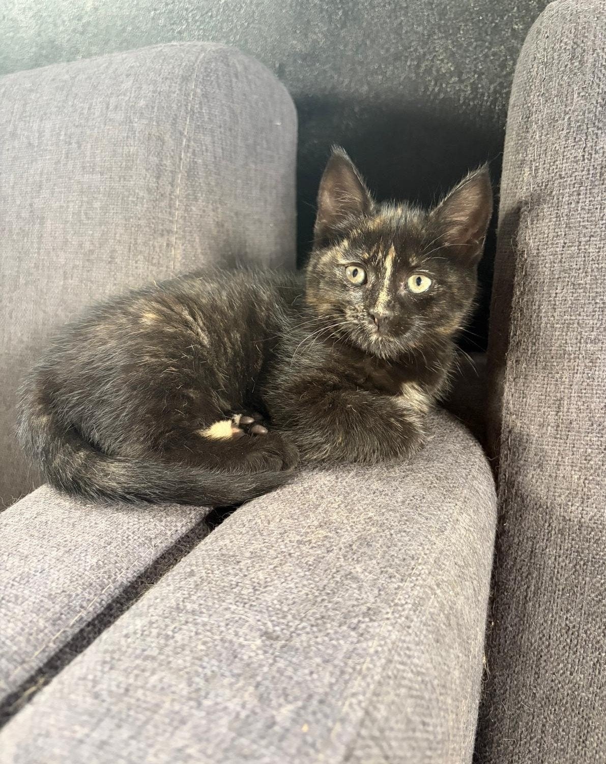 Kitten te koop