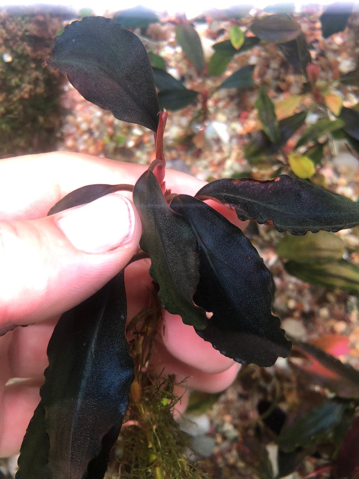 Bucephalandra Cherry, Dieren en Toebehoren, Ophalen of Verzenden, Zo goed als nieuw