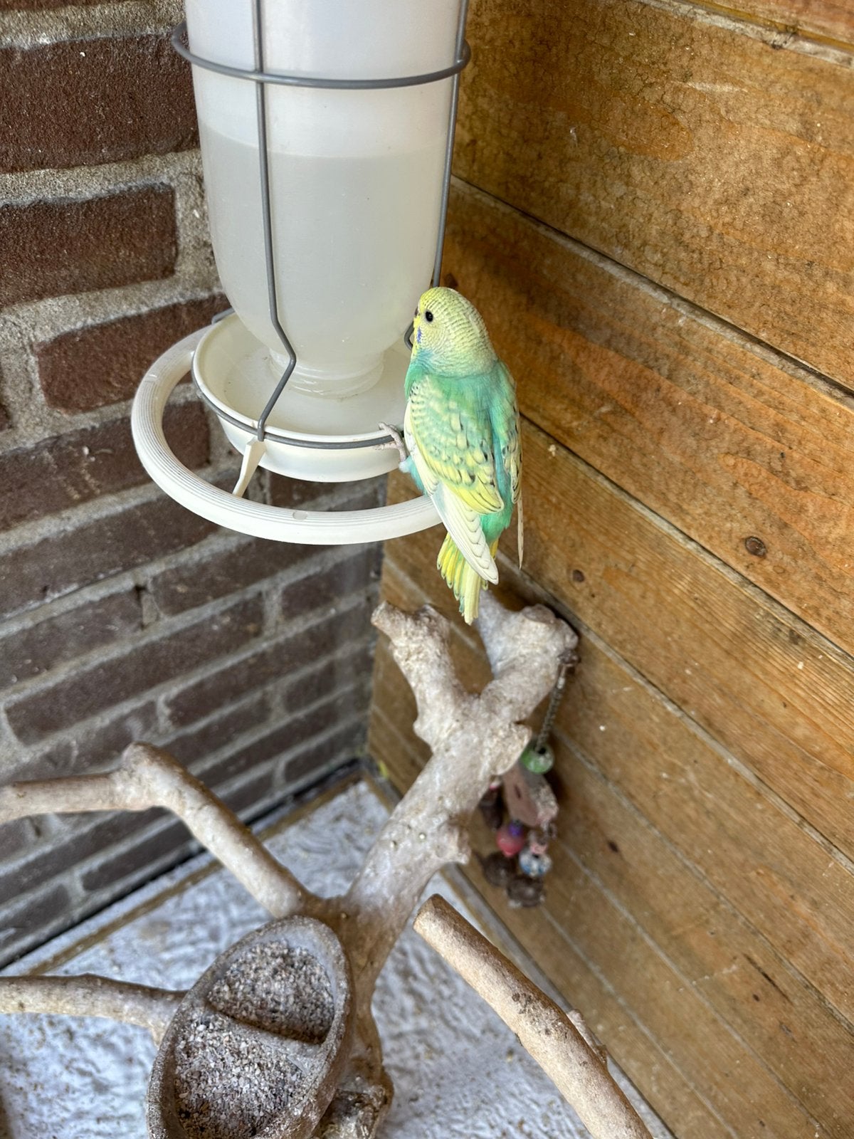 Heje jonge hand tamme grasparkieten, Dieren en Toebehoren, Vogels | Parkieten en Papegaaien, Meerdere dieren, Parkiet