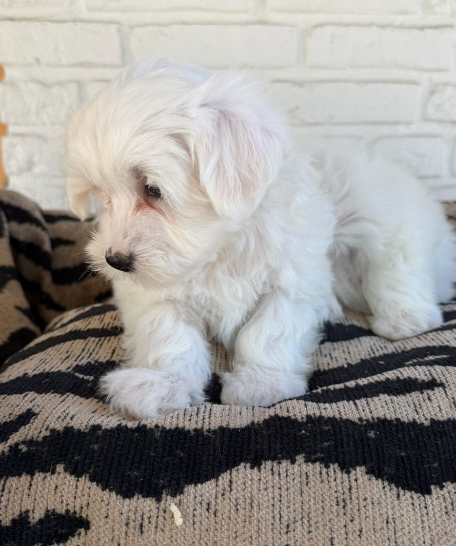 Maltezer pups reutjes, Parvo, Nederland, 8 tot 15 weken, Meerdere