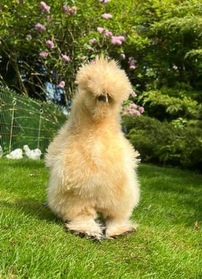 Broedeieren buff USA zijdehoen(der), Dieren en Toebehoren, Pluimvee, Geslacht onbekend, Kip