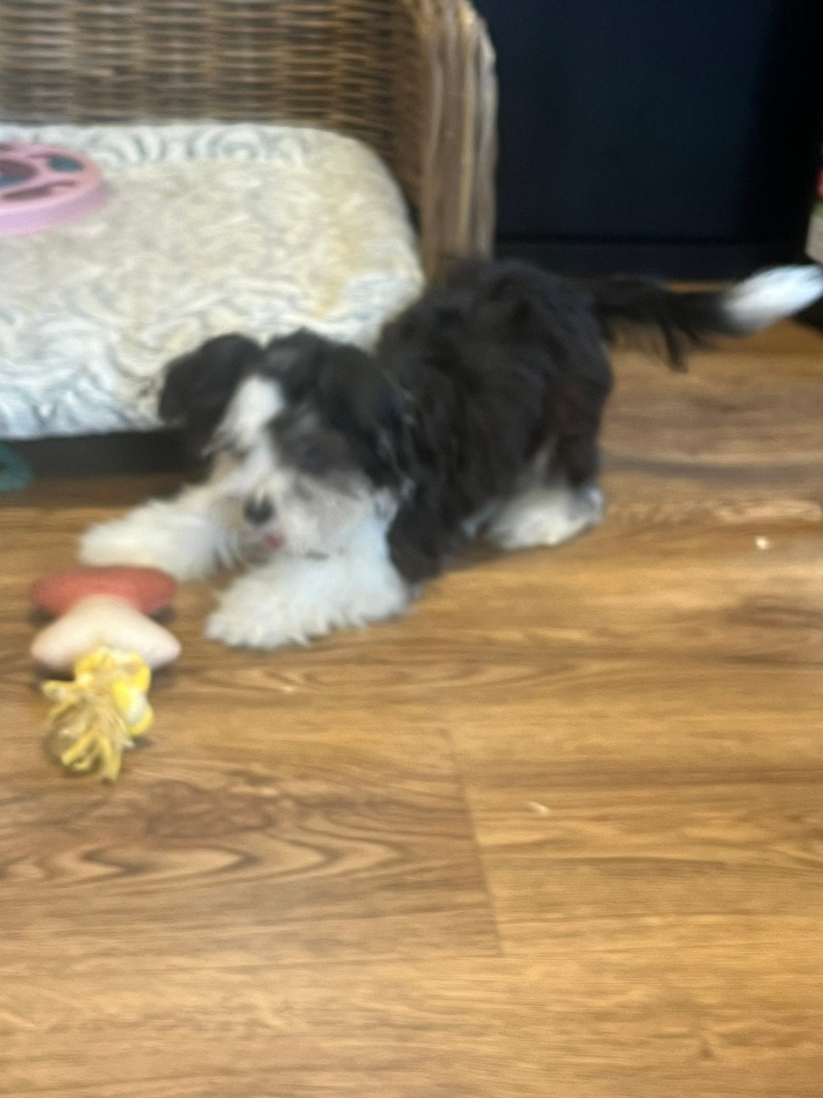 Deze lieverd is nog op zoek naar een liefde vol huisje, Nederland, Parvo, 15 weken tot 1 jaar, Eén hond