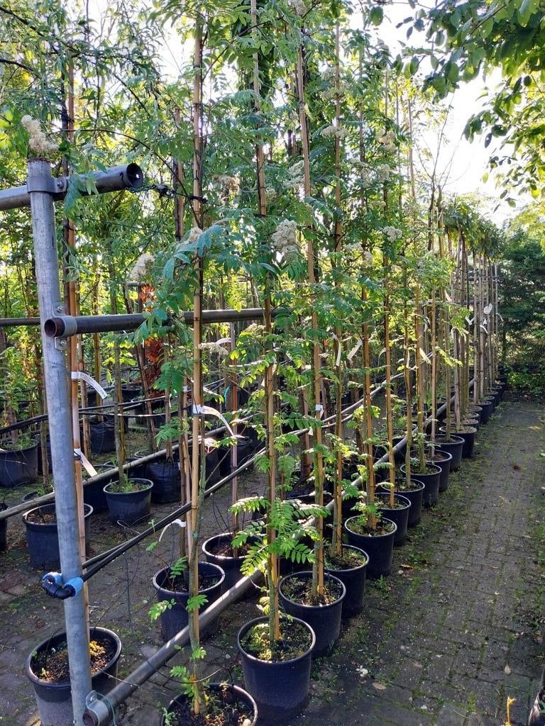 Sorbus Aucuparia Lijsterbes - Prachtige Tuinboom, Overige soorten, Lente, 100 tot 250 cm, Ophalen
