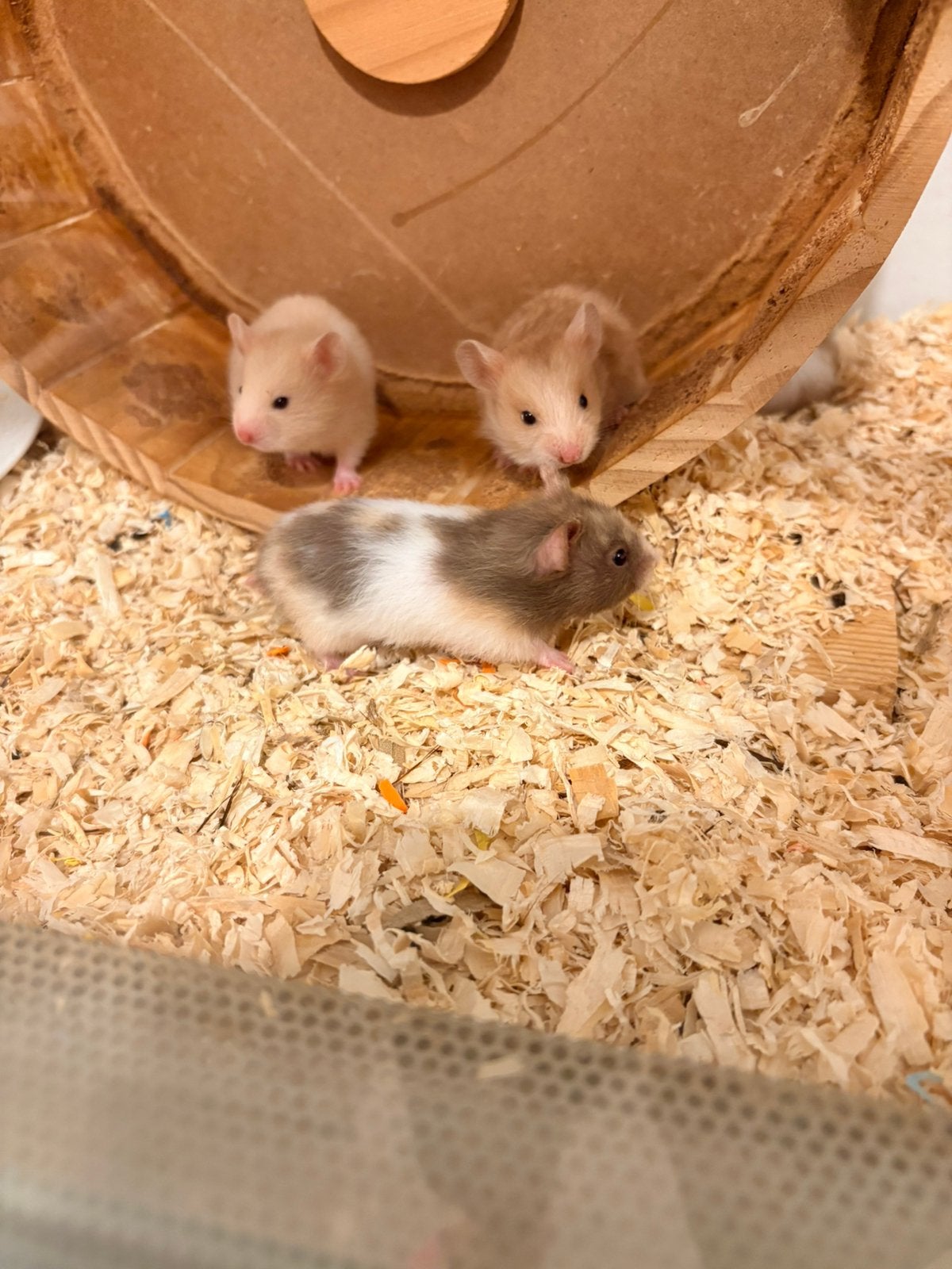 Te koop goudhamster / syrische hamsters, Hamster, Augustus, Meerdere dieren, Tam