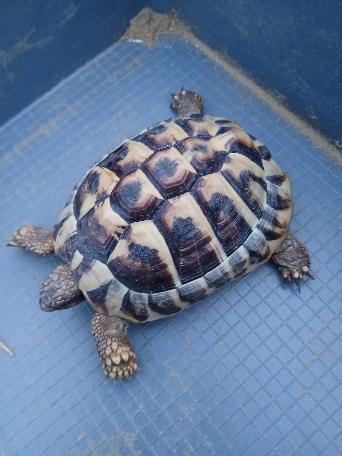 Griekse Landschildpad, 4 jaar oud Tortoise photo 2