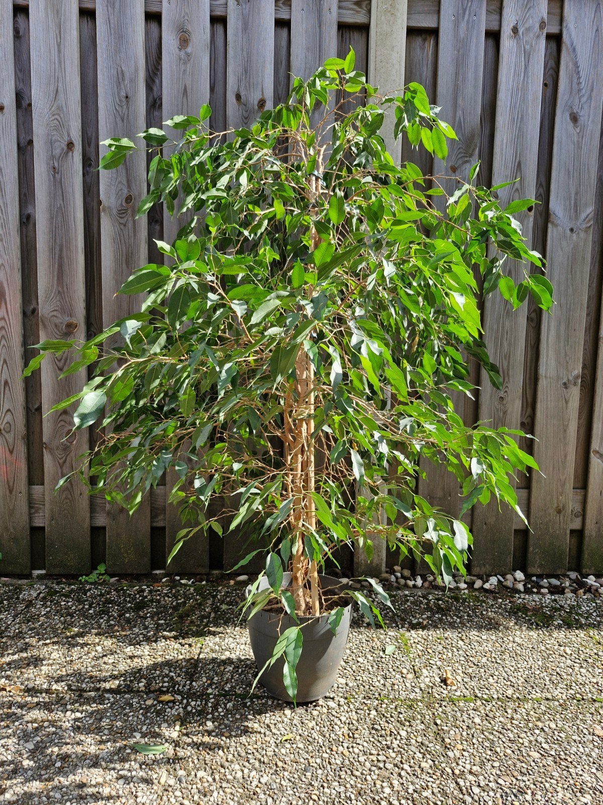 Grote Ficus Benjamina Kamerplant - 140 cm, Ophalen, Ficus, 100 tot 150 cm, Halfschaduw
