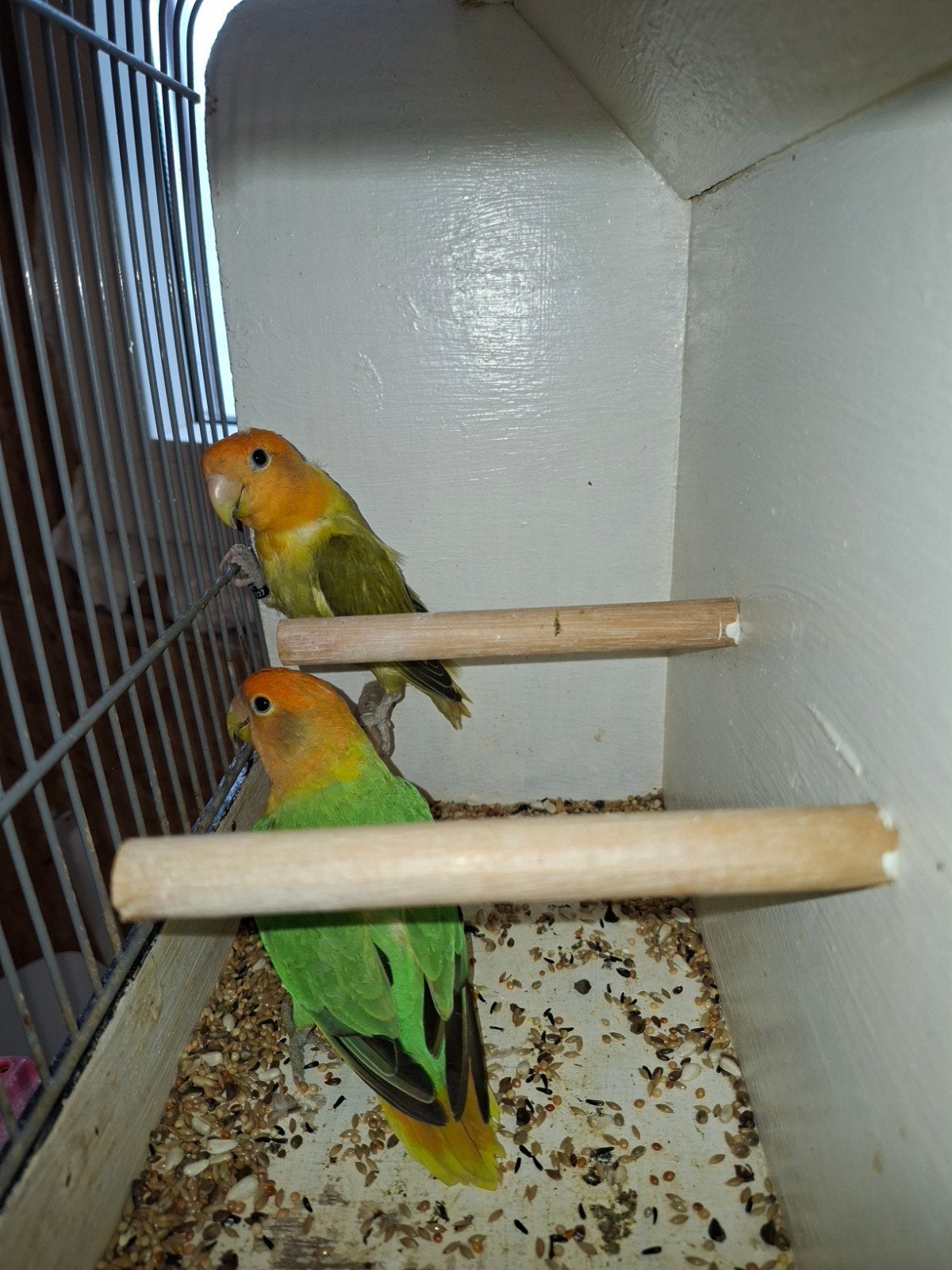 koppel opaline oranjemaskers, Meerdere dieren, Dwergpapegaai of Agapornis