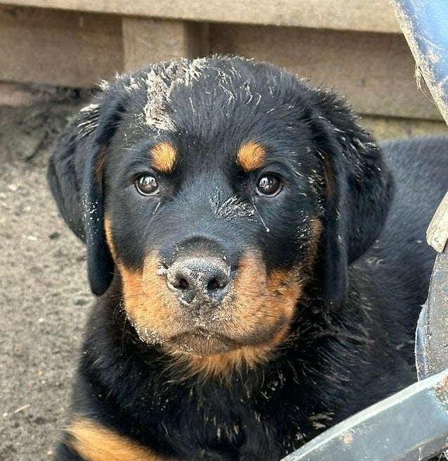 Grote, lieve Rottweiler pup reu(12 weken)zoekt gouden mandje, Parvo, Reu, 8 tot 15 weken, Eén hond