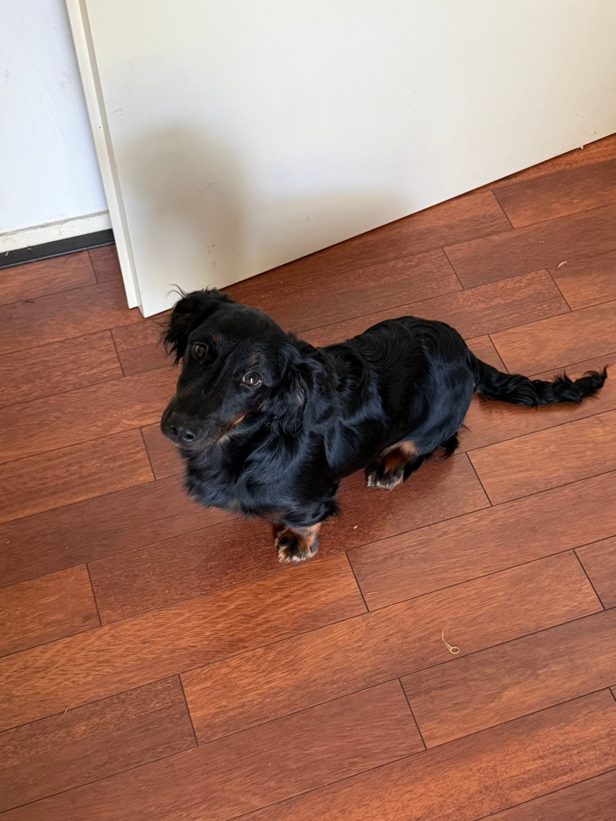 super lieve teckel black en tan reutje van 6 maanden, Parvo, Standaard, 15 weken tot 1 jaar, Reu