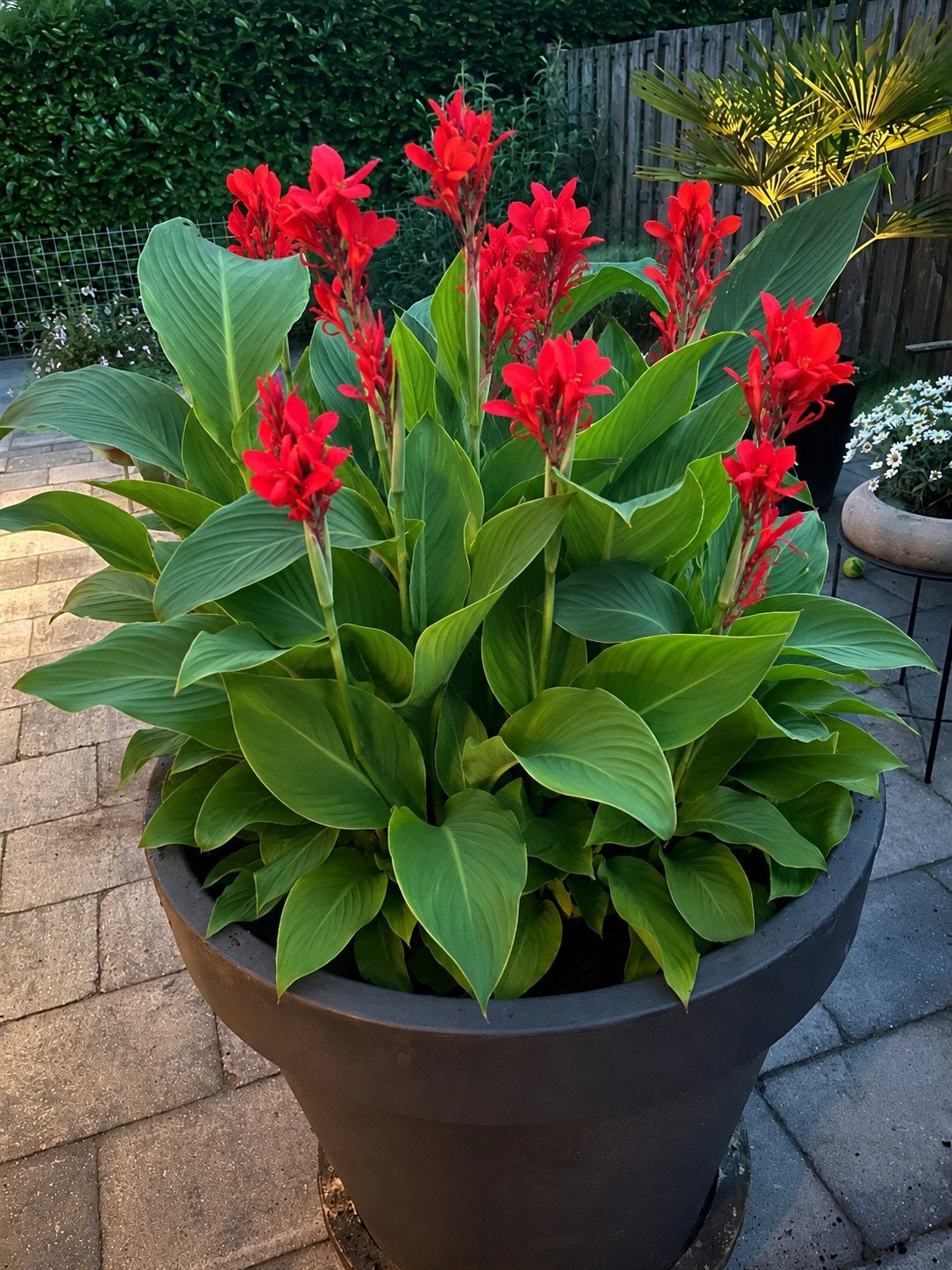 De laatste Canna lelies Indisch bloem riet, Vaste plant, Halfschaduw, Zomer, Ophalen