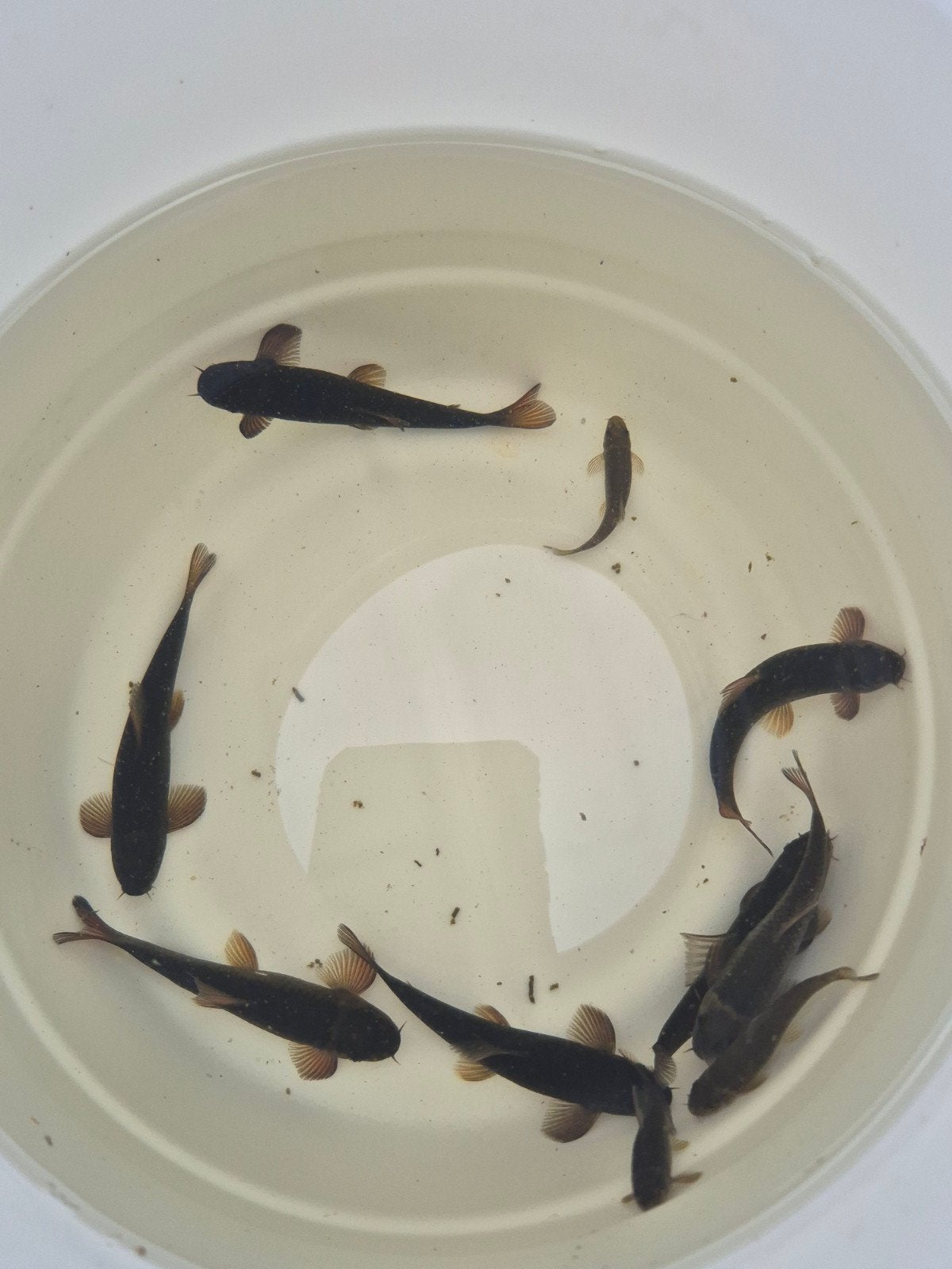 Garra Rufa algeneter voor in de vijver of aquarium, Dieren en Toebehoren, Vis