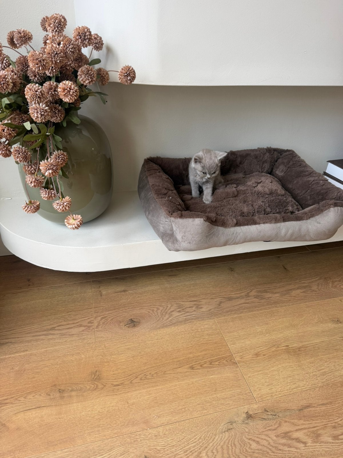 Britse korthaar Kitten 12 weken oud, Poes, Ontwormd