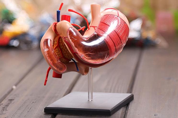 Maag Menselijk Anatomie Model / School Medisch Gastritis, Diversen, Schoolbenodigdheden, Nieuw, Verzenden