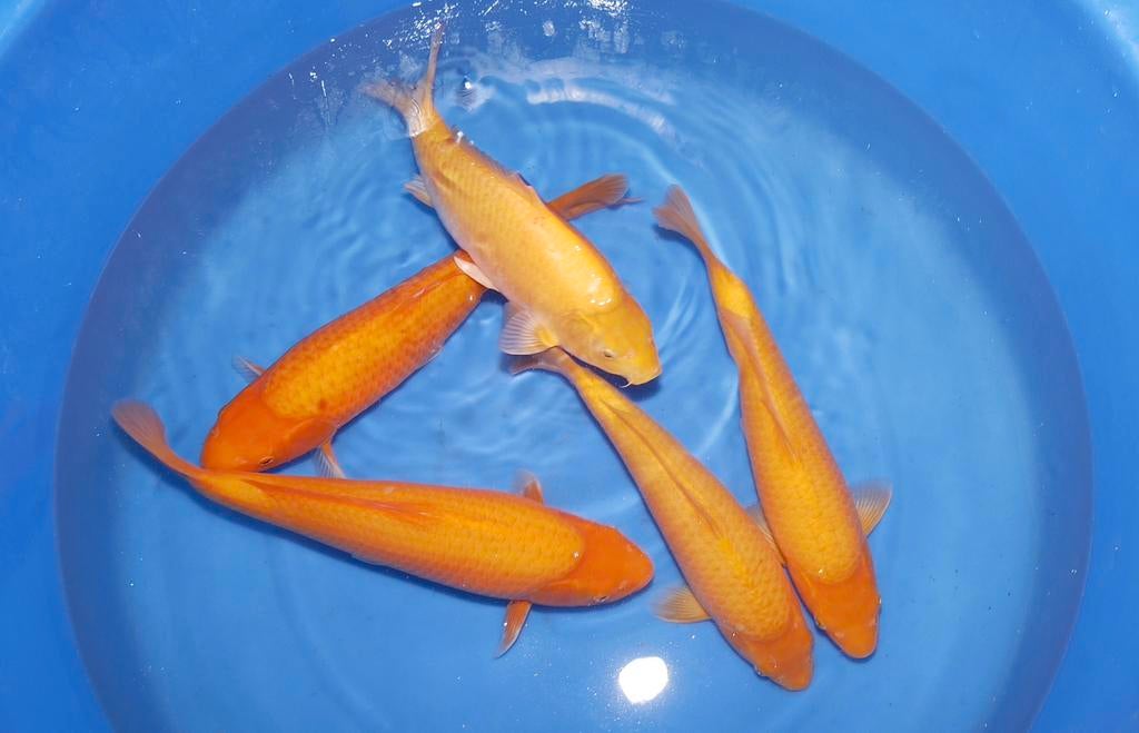 SAKAI SFF papaya karashigoi mango karashigoi chagoi konishi, Karper of Koi
