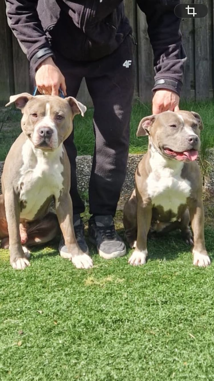 Amstaff Amerikaanse stafford pups. Beide ouders met stamboom, Dieren en Toebehoren, Reu, 8 tot 15 weken, American Staffordshire Terriër