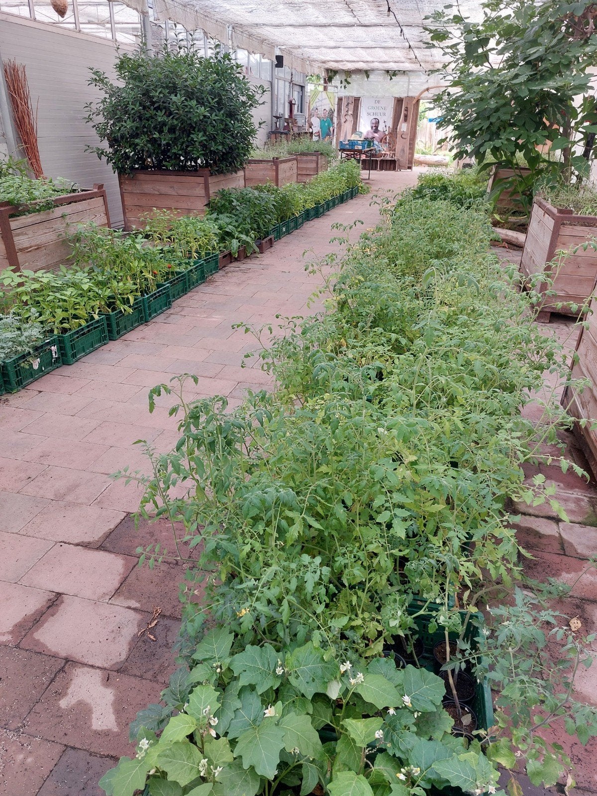 Diverse moestuinplanten, Tuin en Terras, Ophalen, Overige soorten, Minder dan 100 cm