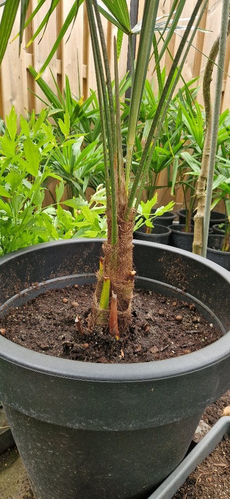 Foto 17 van Trachycarpus Fortunei    AANBIEDING