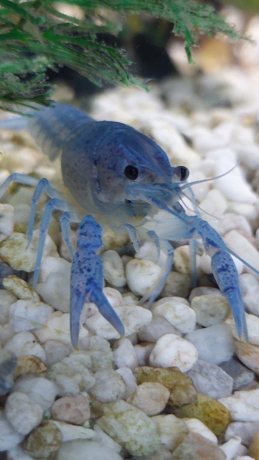 blauwe florida kreeftjes 7,50€ , 4 voor 20€, Kreeft, Krab of Garnaal
