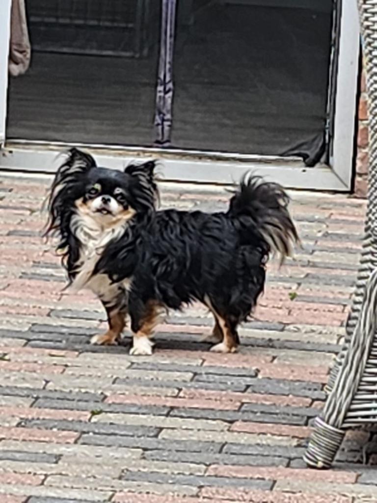 Chihuahua dekreu black tri . Klein., Dieren en Toebehoren, Reu, Parvo, Eén hond, 3 tot 5 jaar