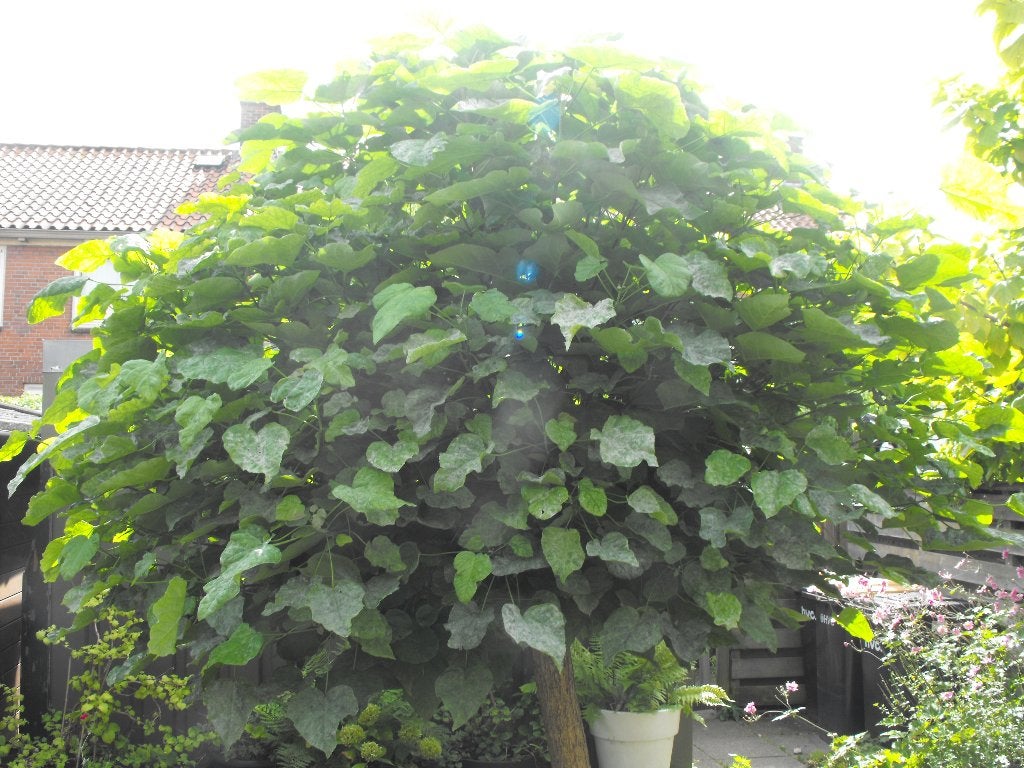 Bolcatalpa boom, Tuin en Terras, 250 tot 400 cm, Zomer, Ophalen, Volle zon