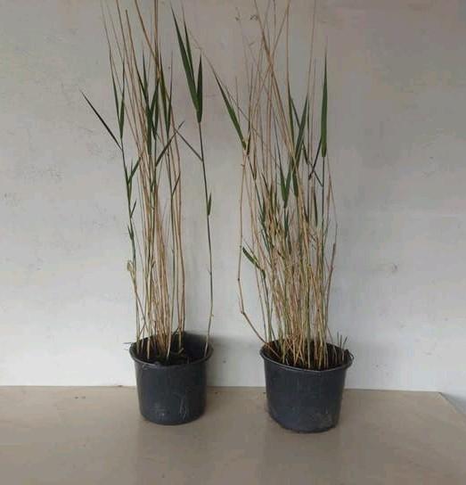 Rietplanten voor vijver of tuin C12 (Phragmites Australis), Tuin en Terras, Ophalen, Volle zon, Vaste plant, Bloeit niet