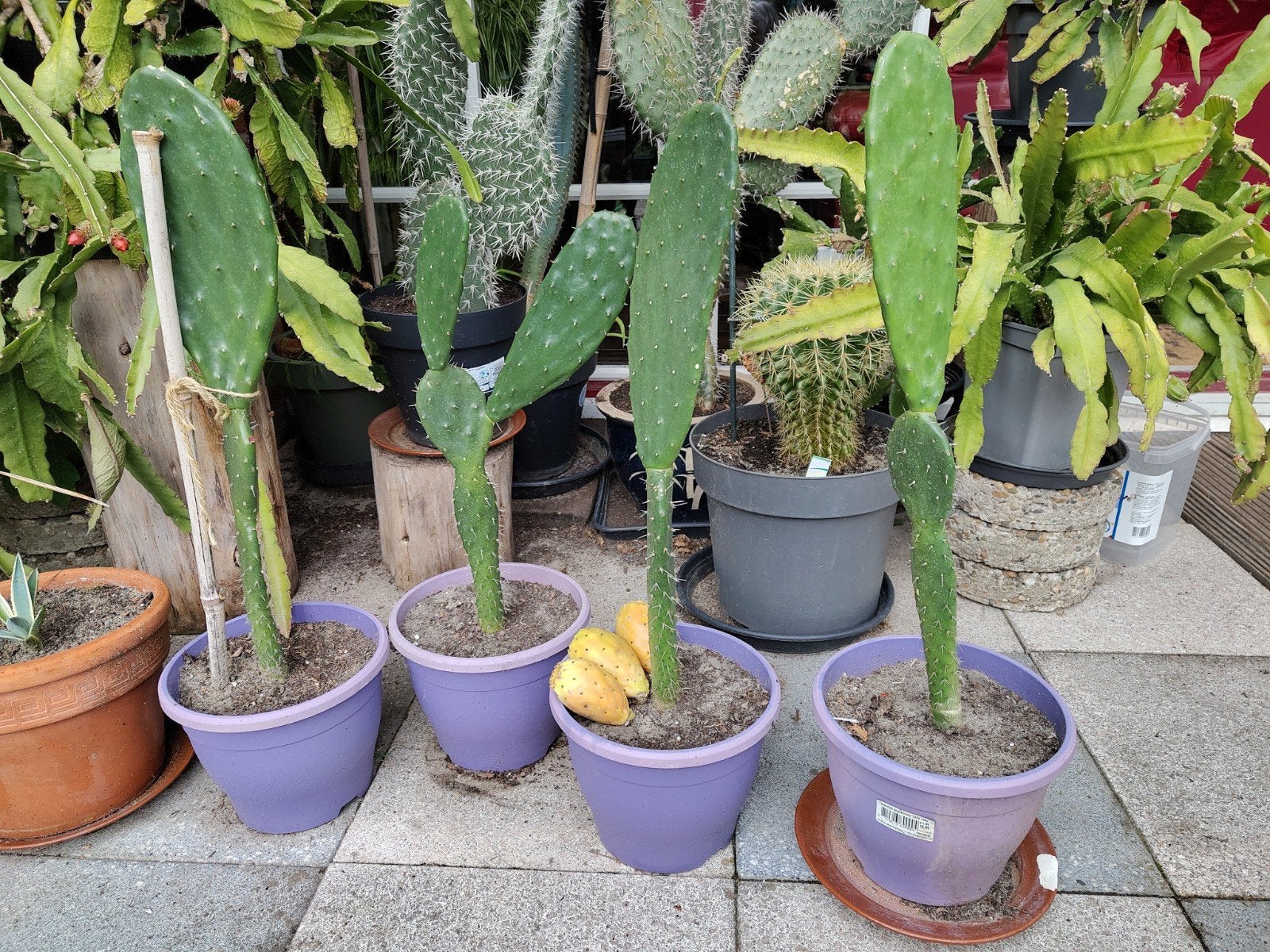 Vijgen cactus per stuk, Ophalen, Cactus, Volle zon, Minder dan 100 cm