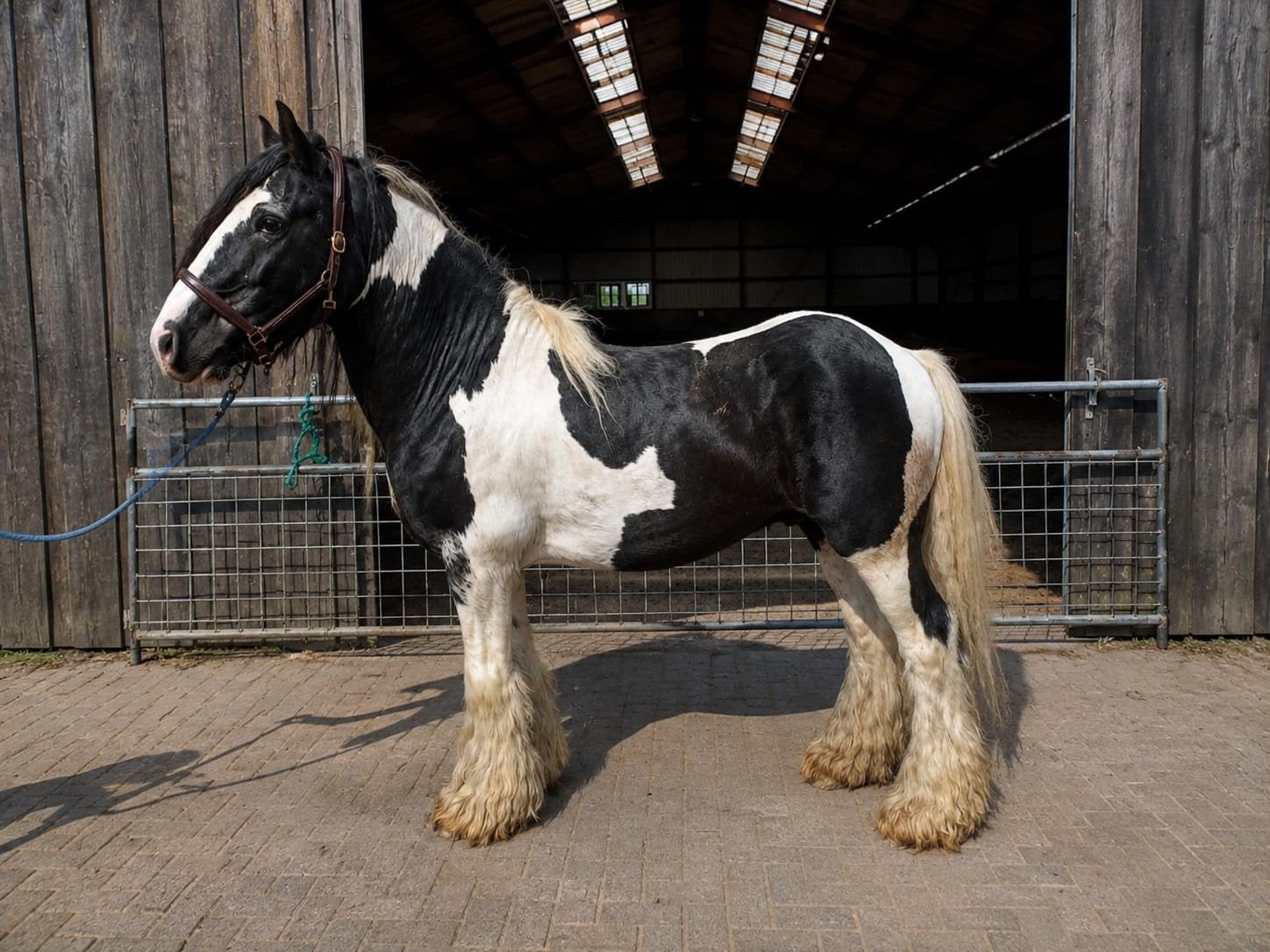 goedgekeurde tinker hengst, Dieren en Toebehoren, Met stamboom, M, Hengst, 11 jaar of ouder