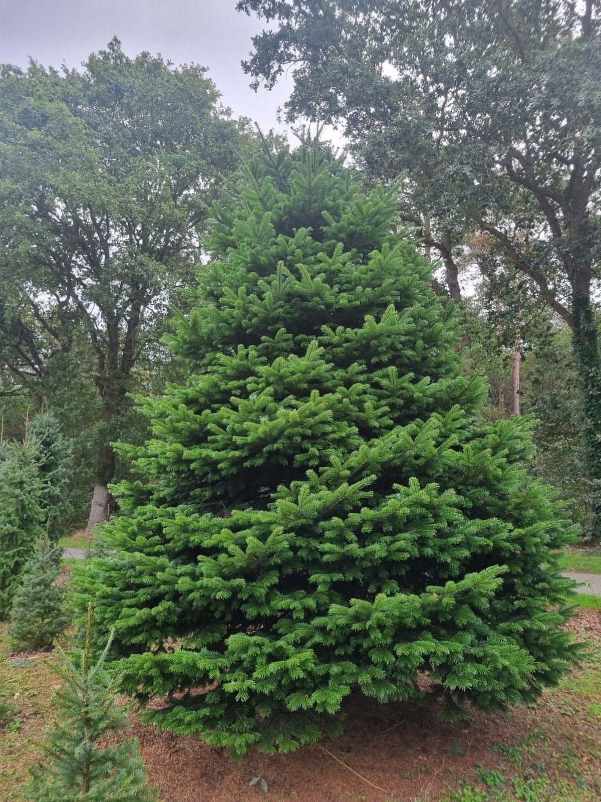 Mooie 4,5 meter hoge Nordmann kerstboom, Tuin en Terras, Ophalen, Volle zon, Overige soorten