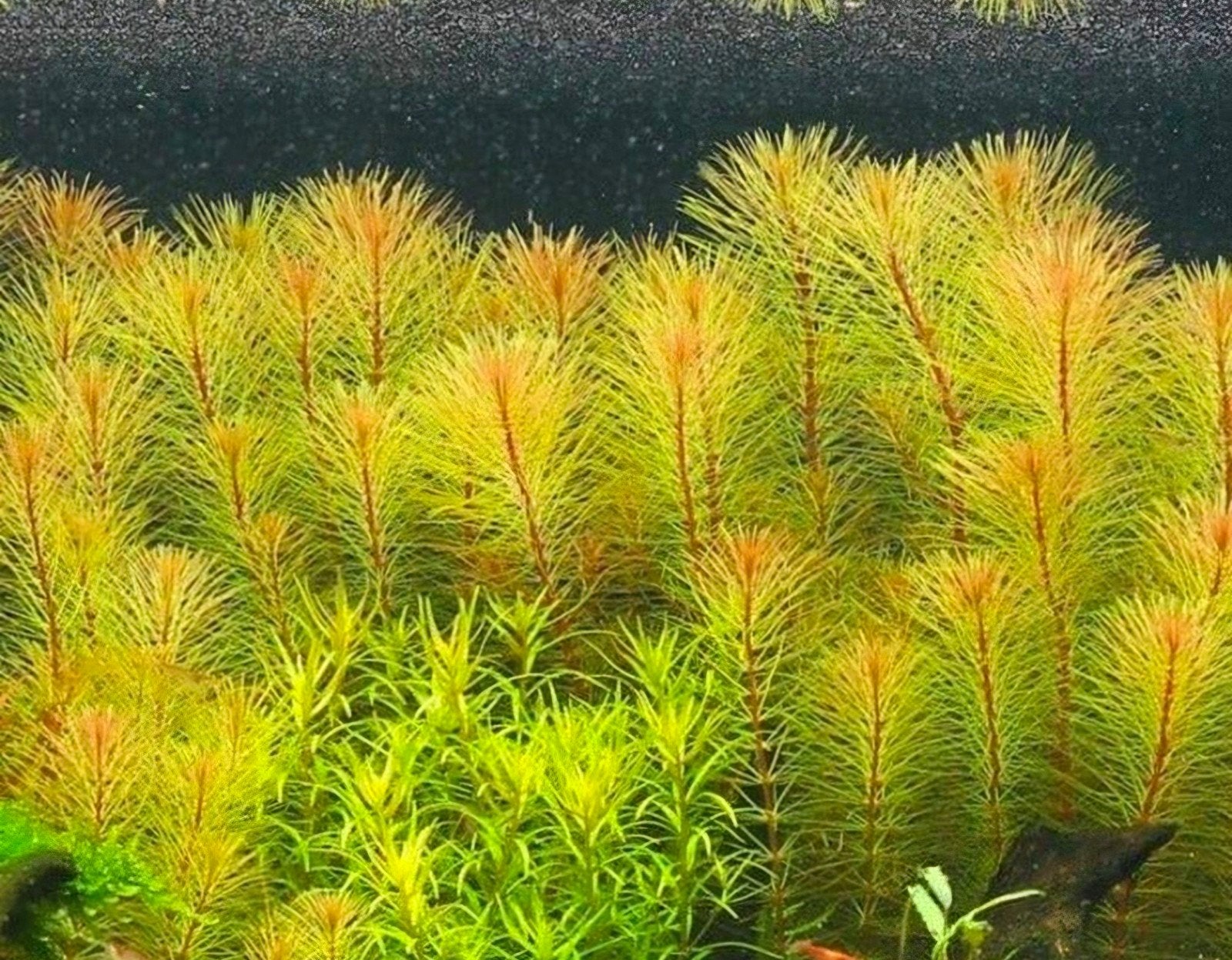 veel aquariumplanten voor maar 10 euro totaal, Dieren en Toebehoren, Ophalen of Verzenden, Nieuw, Plant(en), Steen of Hout
