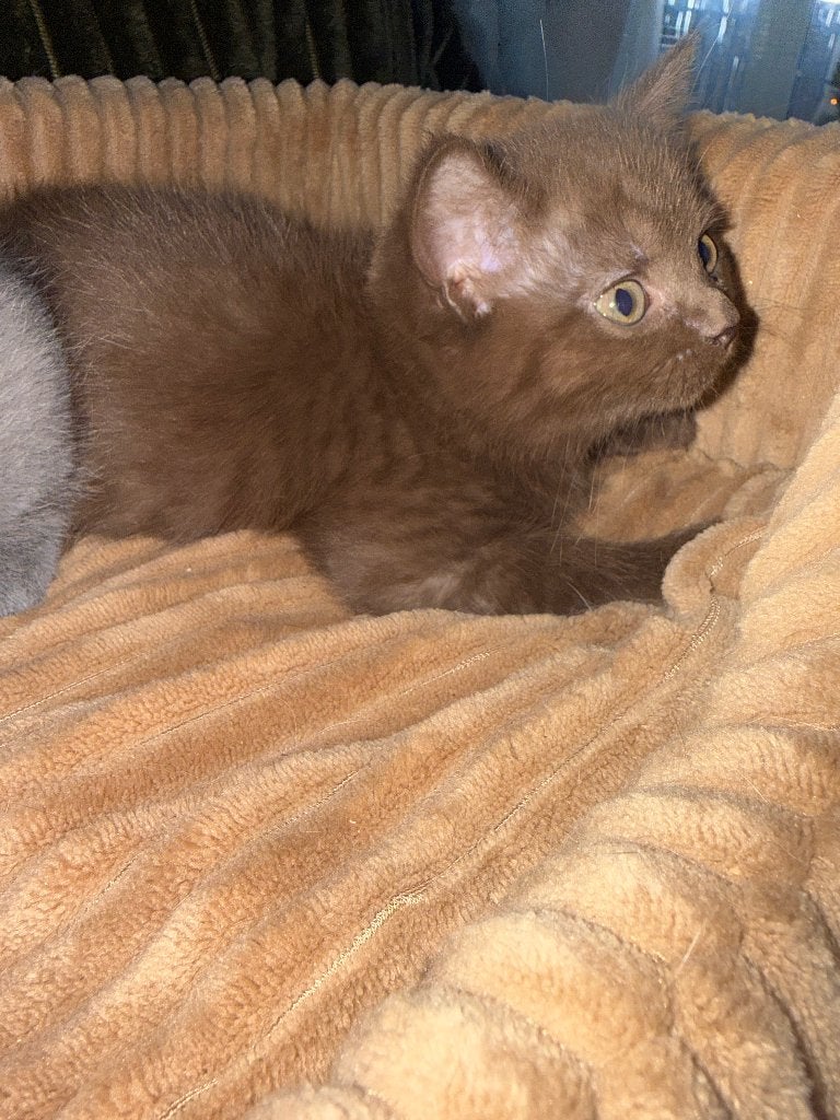 Britse korthaar kittens Choco, Lilac, grijs en zwart., Meerdere dieren, Ontwormd, 0 tot 2 jaar