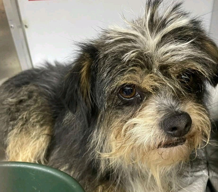 Lieve grumpy ter adoptie!, Dieren en Toebehoren, Honden | Niet-rashonden, Particulier, Reu, Buitenland, Parvo