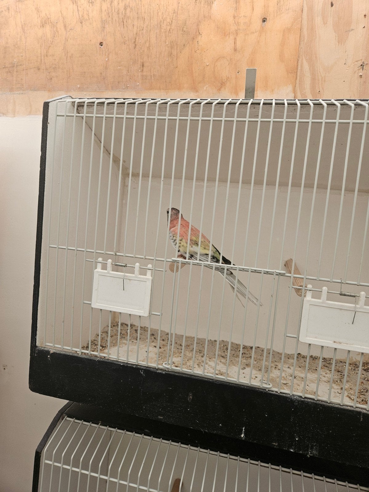 Mooie opaline gezoomde bourkes man, Dieren en Toebehoren, Vogels | Parkieten en Papegaaien, Mannelijk, Parkiet