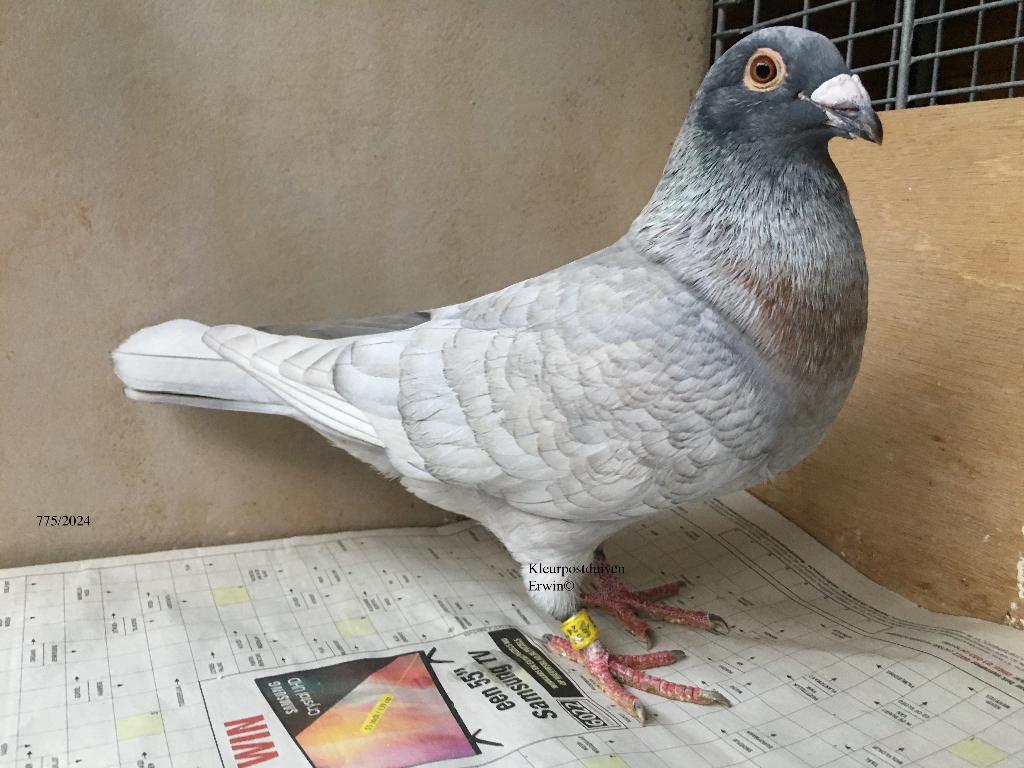 kleurpostduif reduced opaal spread kweekdoffer, Meerdere dieren, Postduif