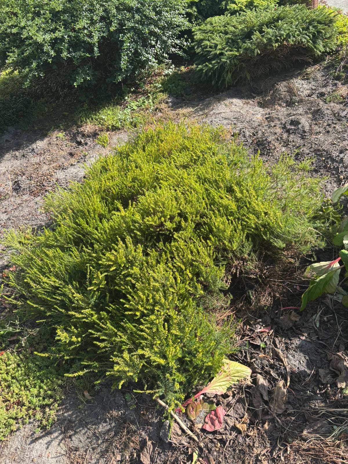 Gratis tuinplanten, Tuin en Terras, Planten | Struiken en Hagen, Ophalen, Minder dan 100 cm