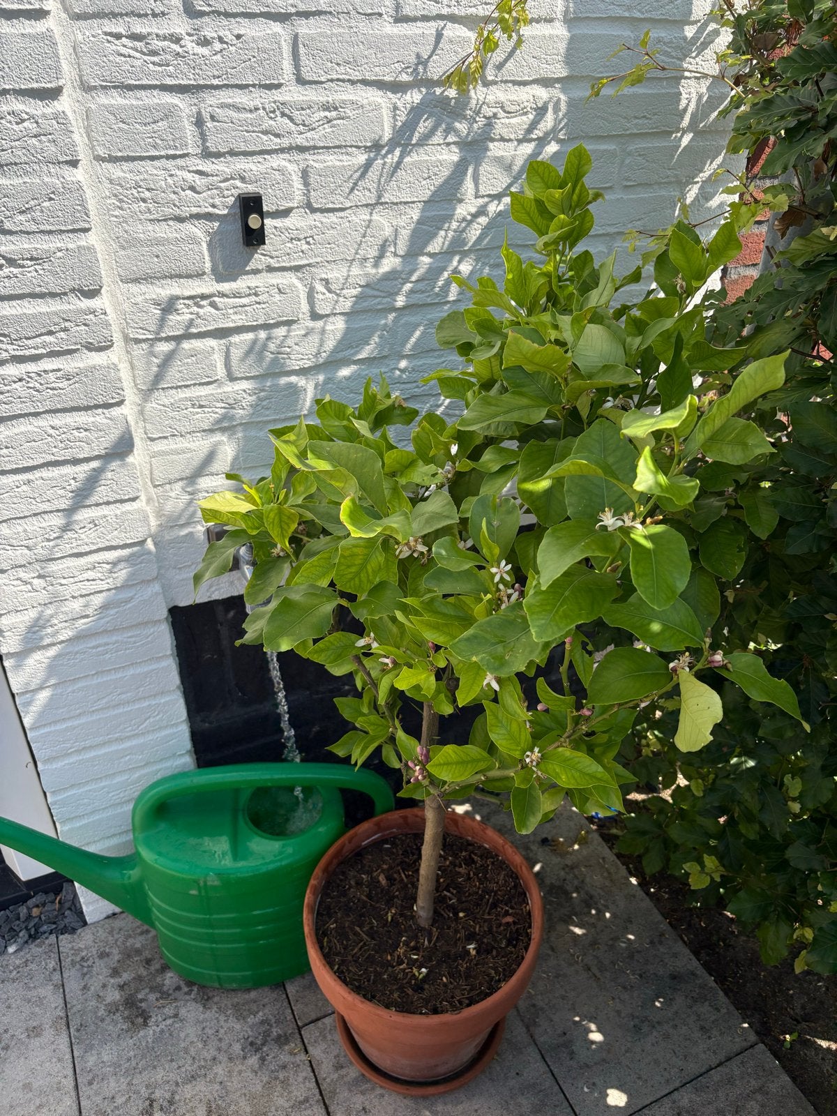 Citroenboompje in pot, Ophalen, Volle zon, Vaste plant, Fruitplanten