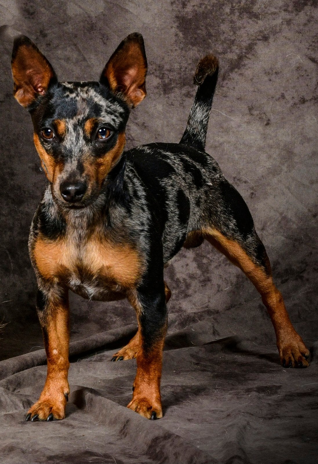 Dekreu, Reu, 1 tot 2 jaar, Parvo, Eén hond
