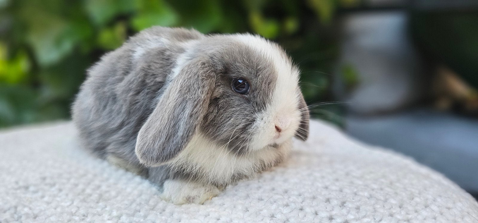 Prachtige Nhd x minilop konijntjes, Dieren en Toebehoren, Konijnen, Meerdere dieren, Dwerg, Hangoor, 0 tot 2 jaar