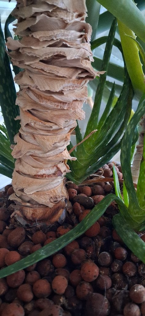 Grote aloë vera op hydrocultuur, Ophalen, Halfschaduw, In pot, Minder dan 100 cm