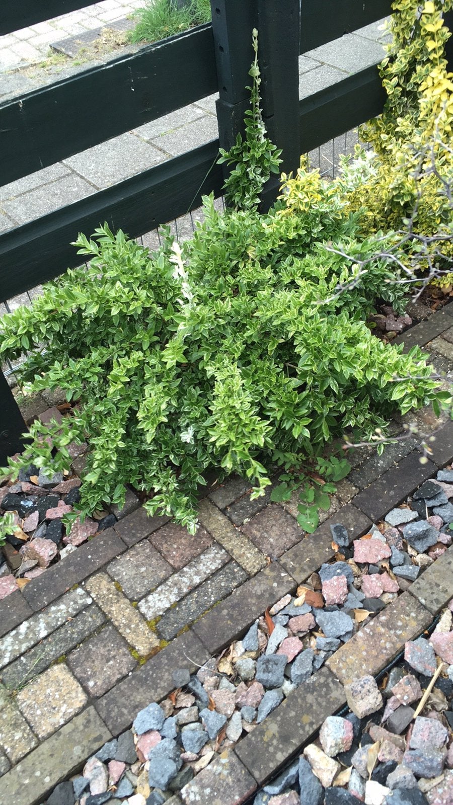 Tuinplanten, Ophalen of Verzenden, Overige soorten, Halfschaduw