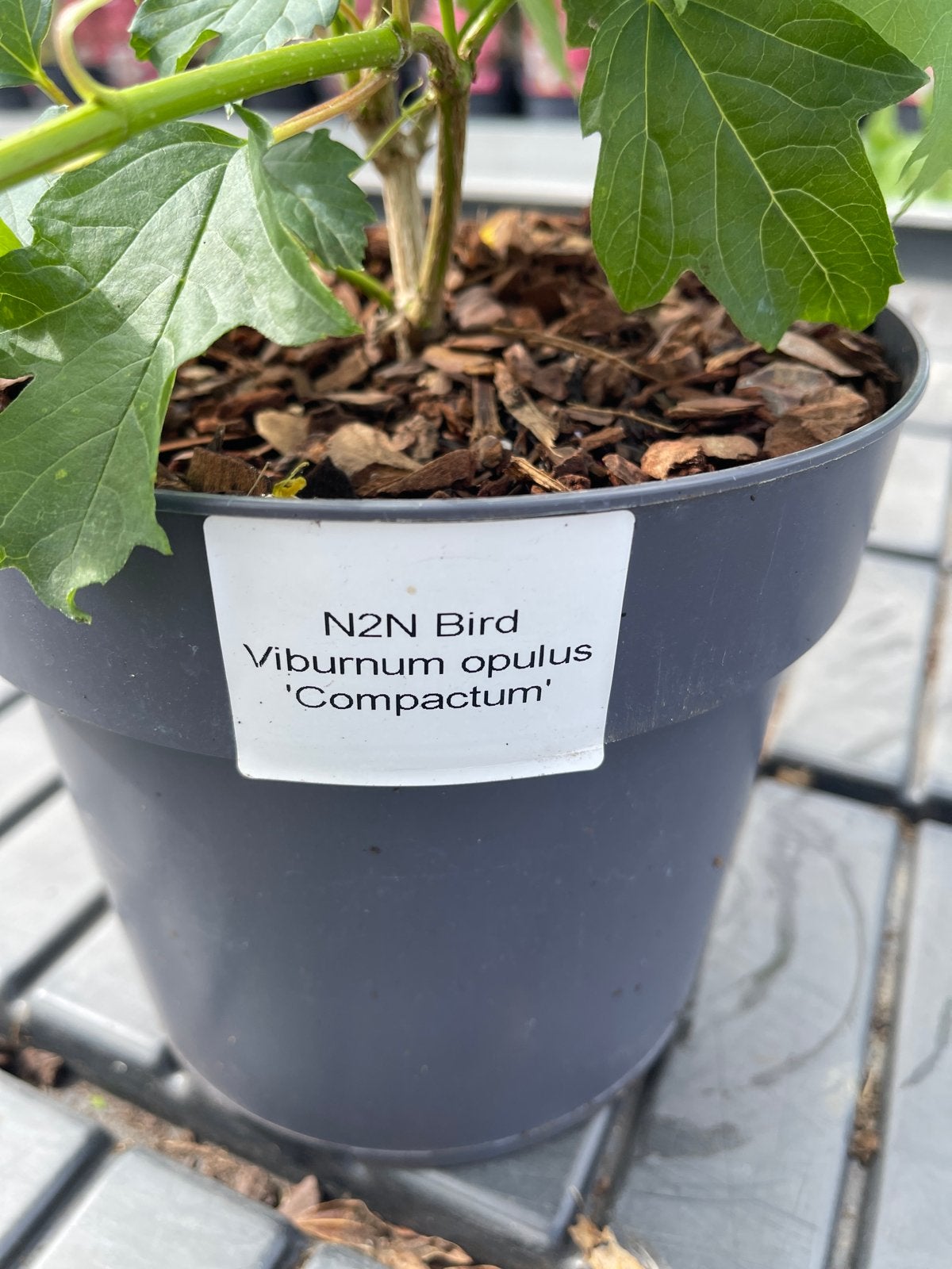 Viburnum opulus 'Compactum' - Compacte Gelderse Roos, Volle zon, Vaste plant, Lente, Ophalen